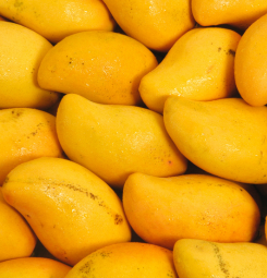 Salem Mango