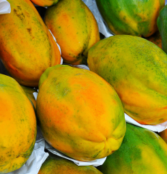 Papaya