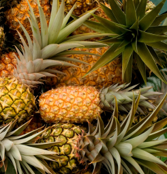 Pineapple
