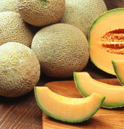 Muskmelon