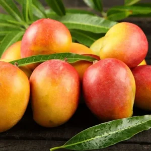 Mango (Sendhura )